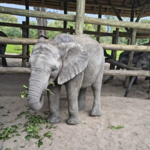 Elephant Interaction